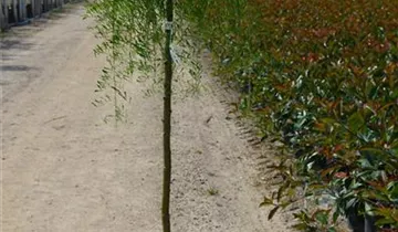 Zum Vergrößern klicken Bildvorschau