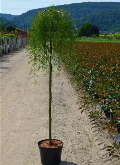Hänge-Erbsenstrauch Hänge-Erbsenstrauch