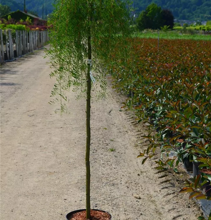 Caragana arborescens 'Walker' Caragana arborescens 'Walker'