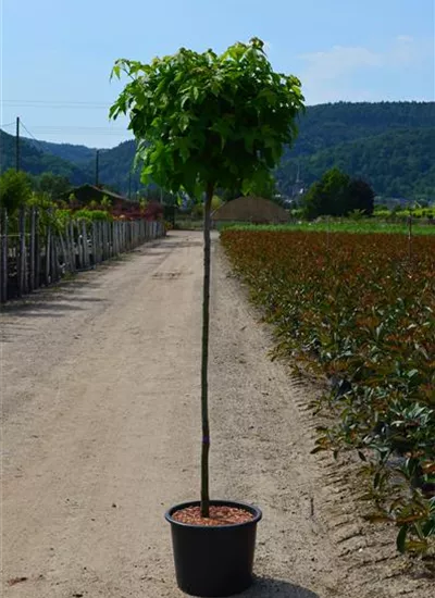 Kugel - Amberbaum Kugel - Amberbaum