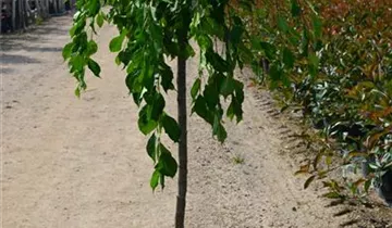 Zum Vergrößern klicken Bildvorschau