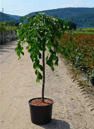 Hänge-Zierapfel 'Fontana' Hänge-Zierapfel 'Fontana'
