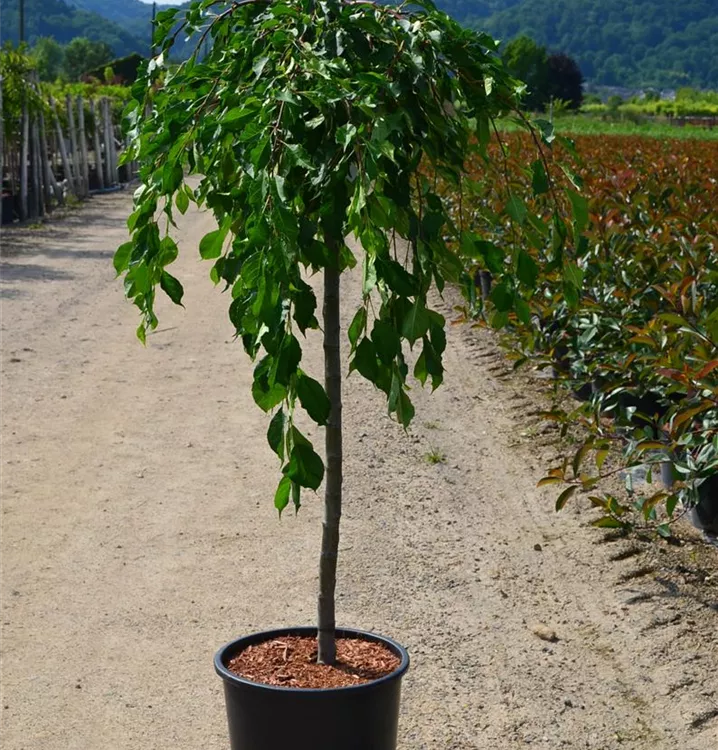Malus 'Fontana'  Malus 'Fontana'