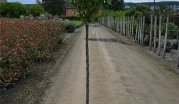 Zum Vergrößern klicken Bildvorschau