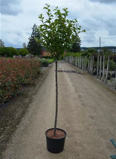 Zier-Apfel 'Evereste' Zier-Apfel 'Evereste'