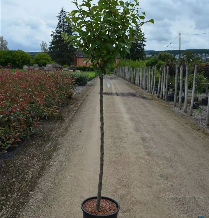 Malus 'Evereste' -R- Malus 'Evereste' -R-