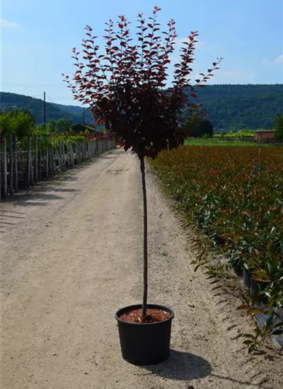 Blut-Pflaume Blut-Pflaume