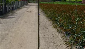 Zum Vergrößern klicken Bildvorschau