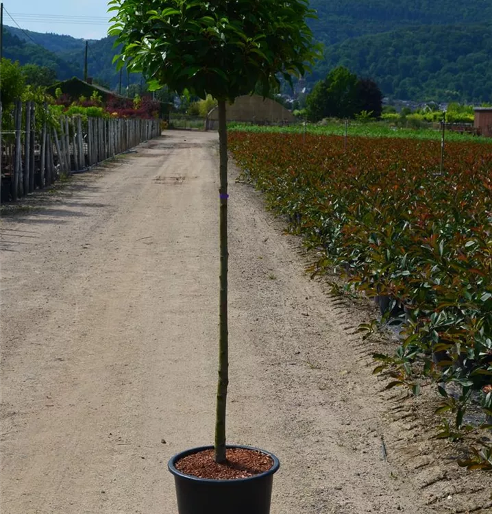 Prunus lusitanica 'Angustifolia' Prunus lusitanica 'Angustifolia'