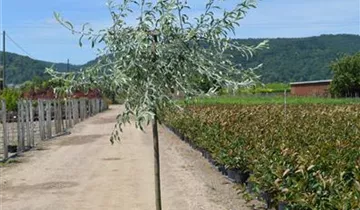 Zum Vergrößern klicken Bildvorschau