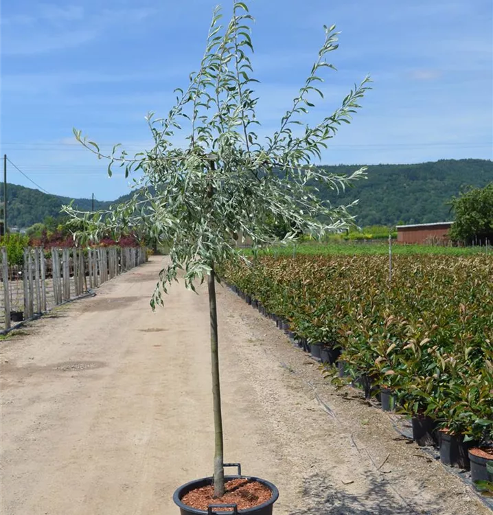 Pyrus salicifolia 'Pendula' Pyrus salicifolia 'Pendula'