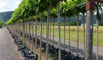 Zum Vergrößern klicken Bildvorschau