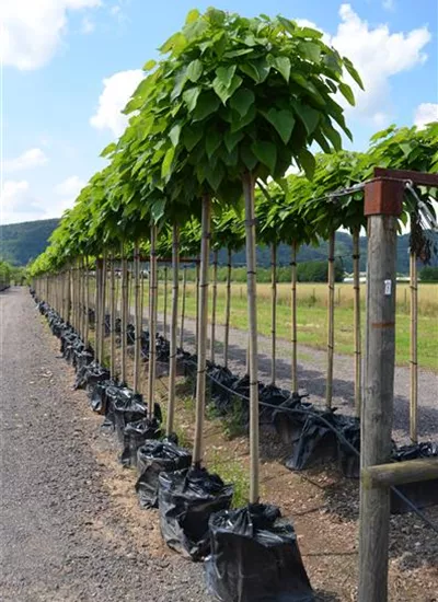 Kugel-Trompetenbaum Kugel-Trompetenbaum