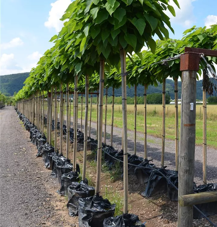 Catalpa bignonioides "Nana" Catalpa bignonioides "Nana"