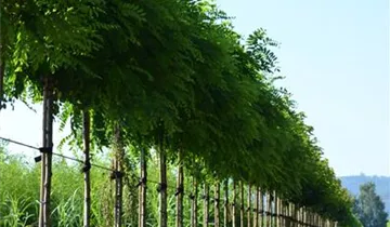 Zum Vergrößern klicken Bildvorschau