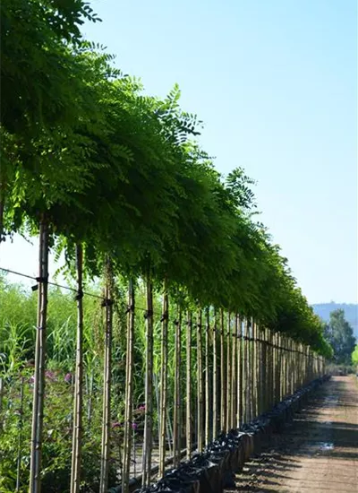 Kugel-Scheinakazie Kugel-Scheinakazie