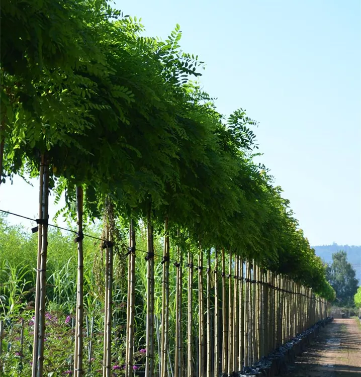 Robinia pseudoac.'Umbraculifera' Robinia pseudoac.'Umbraculifera'