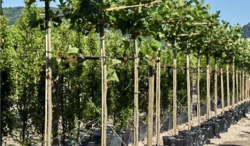 Zum Vergrößern klicken Bildvorschau