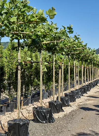 Dach-Platane Dach-Platane