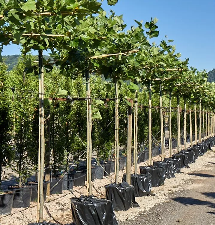 Platanus hispanica Platanus hispanica