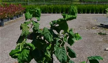 Zum Vergrößern klicken Bildvorschau