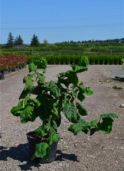 Korkenzieher-Hasel Korkenzieher-Hasel