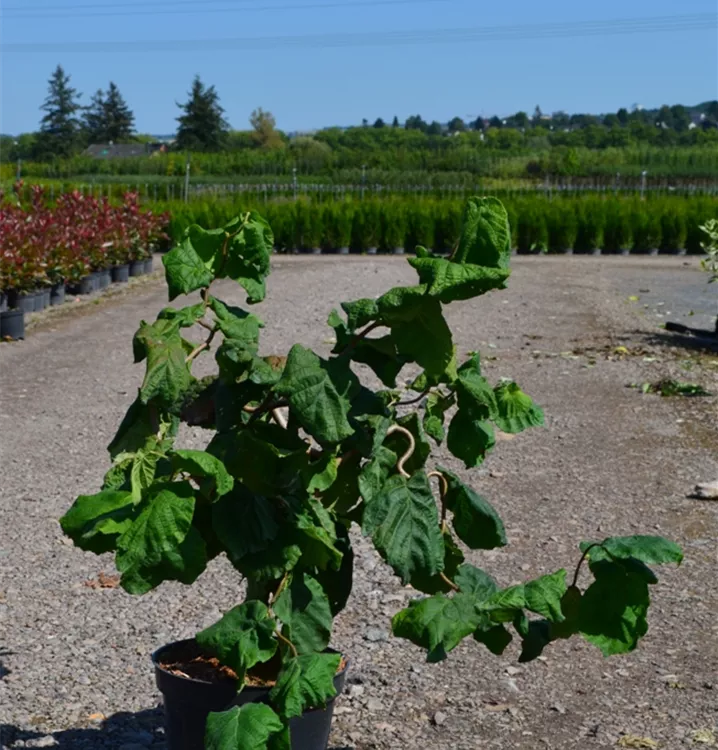 Corylus avellana 'Contorta' Corylus avellana 'Contorta'