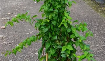 Zum Vergrößern klicken Bildvorschau