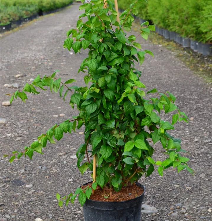 Kolkwitzia amabilis 'Pink Cloud' Kolkwitzia amabilis 'Pink Cloud'