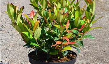 Zum Vergrößern klicken Bildvorschau