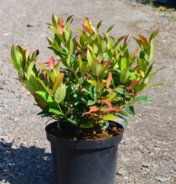 Leucothoe 'Scarletta' -R- Leucothoe 'Scarletta' -R-