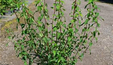 Zum Vergrößern klicken Bildvorschau