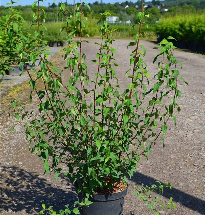 Philadelphus 'Silberregen' Philadelphus 'Silberregen'