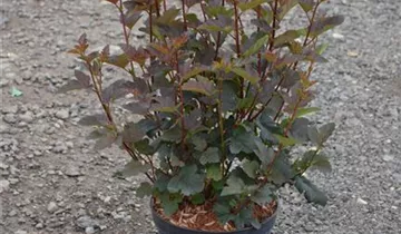 Zum Vergrößern klicken Bildvorschau