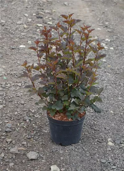 Rote Fasanenspiere Rote Fasanenspiere