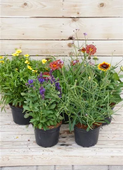 Solitärstauden Solitärstauden