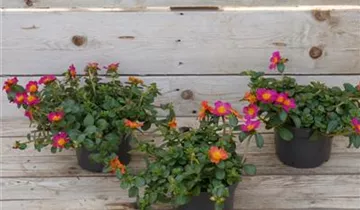 Zum Vergrößern klicken Bildvorschau