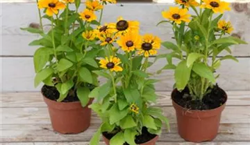 Zum Vergrößern klicken Bildvorschau