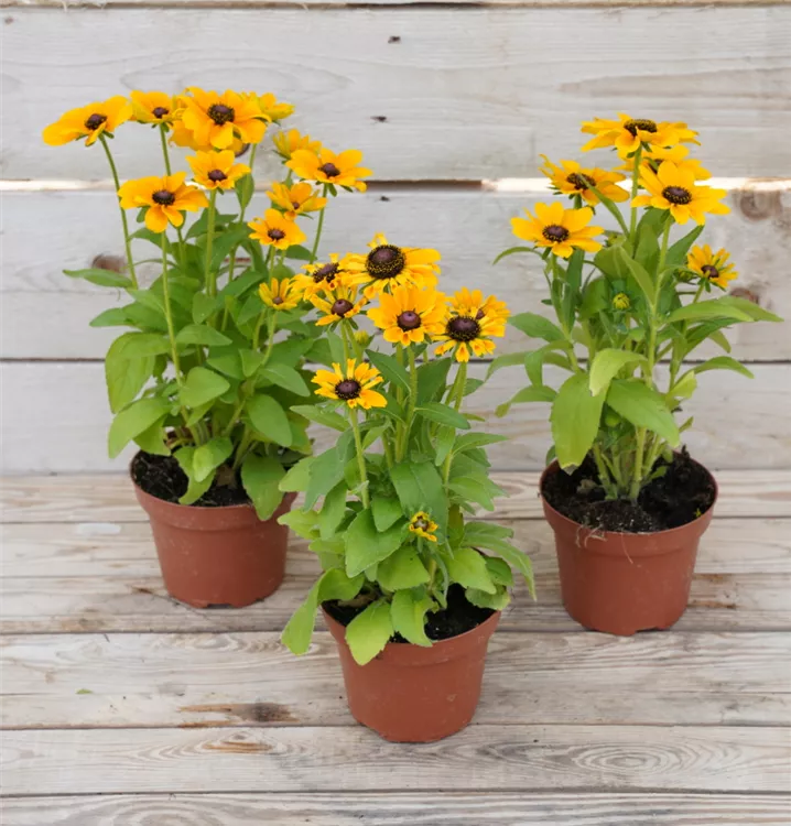 Rudbeckia hirta 'Toto' Rudbeckia hirta 'Toto'