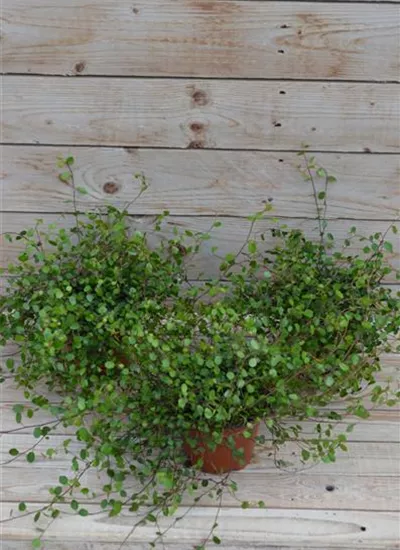 Drahtstrauch Drahtstrauch