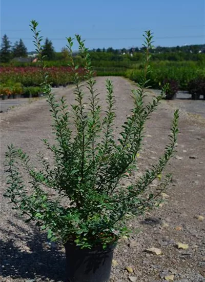 Japanische Strauchspiere Japanische Strauchspiere