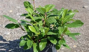 Zum Vergrößern klicken Bildvorschau