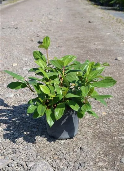 Kissen-Schneeball Kissen-Schneeball