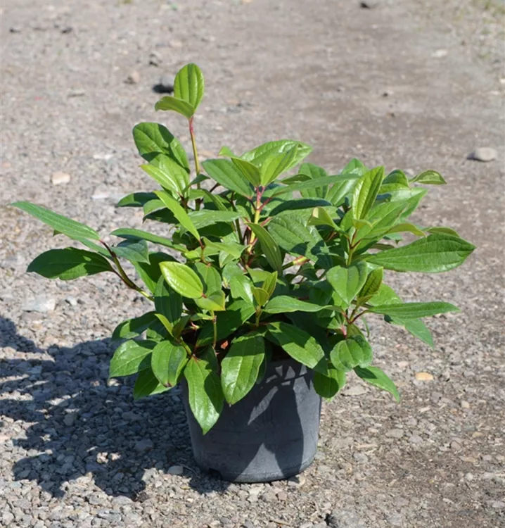 Viburnum davidii Viburnum davidii