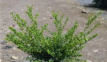 Zum Vergrößern klicken Bildvorschau