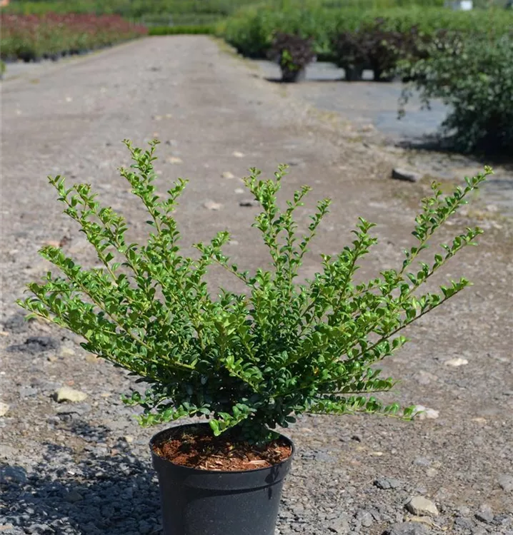 Ilex crenata 'Convexa' Ilex crenata 'Convexa'