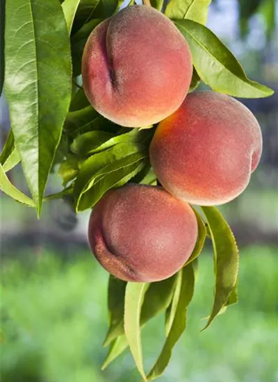 Pfirsich verschiedene Sorten Pfirsich verschiedene Sorten