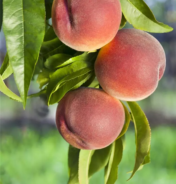 Prunus persica