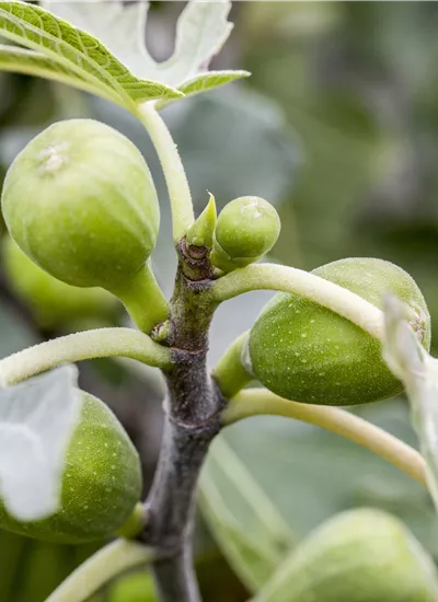 Feige verschiedene Sorten Feige verschiedene Sorten