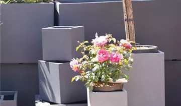 Zum Vergrößern klicken Bildvorschau